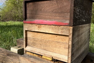 Bienen-AG